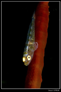 Whip coral gobie... illuminated :-D by Daniel Strub 